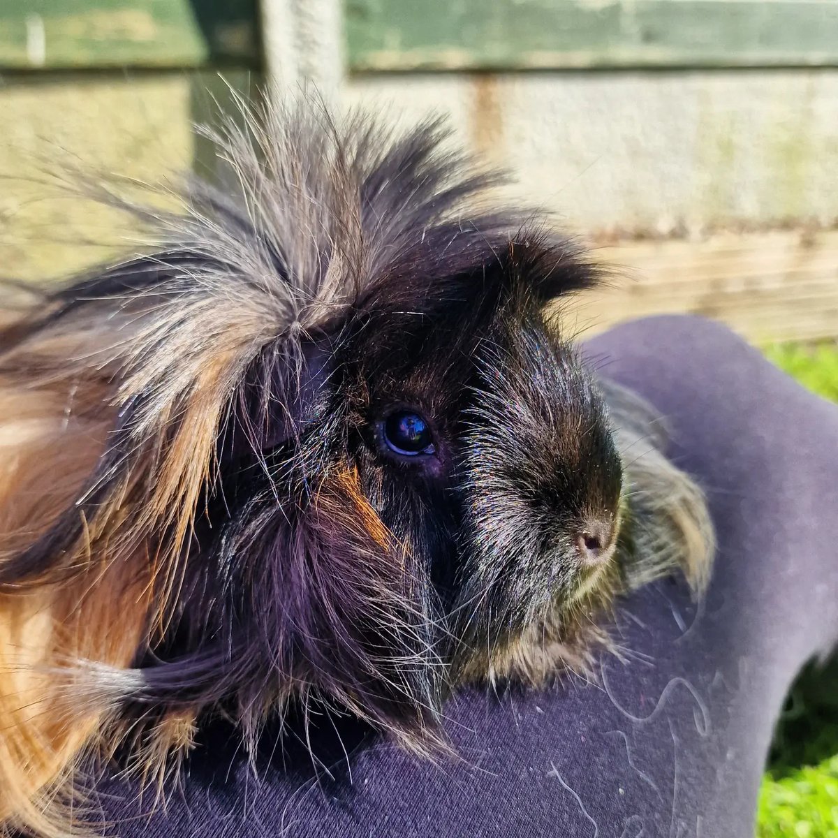 Miah's fur when the sun hits it 😍🫶

#guineapig #sunshine #hairgoals
#BankHoliday #fridayfeeling