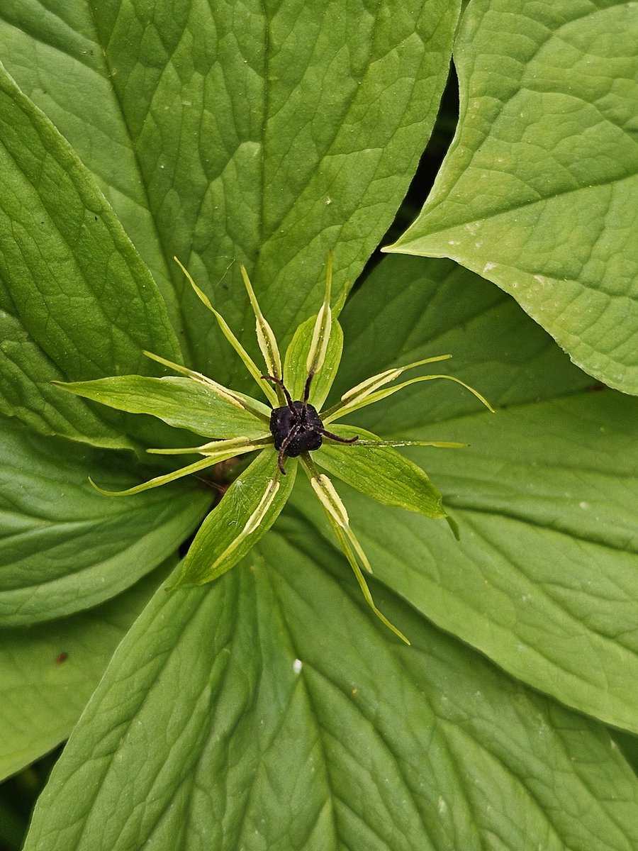 Great day yesterday post 1, starting off at Long Melford with @dku1000 highlights being 2 Scarce Fungus Weevils (Platyrhinus resinosus), Ramsons Hoverflies (Portevinia maculata), Crucifer Shieldbugs (Eurydema oleracea) & Herb Paris