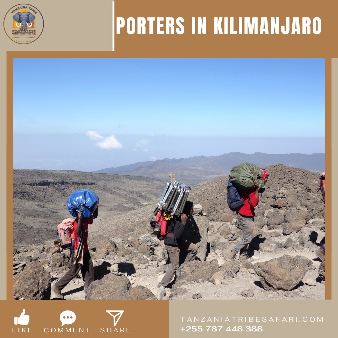 Behind every triumph atop Africa’s highest peak lies an unsung hero, the backbone of Kilimanjaro climbing tours—the legendary Kilimanjaro Porters.

Read our blog @ tanzaniatribesafari.com/blog/the-backb…

#tanzaniatourism #tanzaniatribesafaris #tanzaniasafari #climbkilimanjaro #trekking