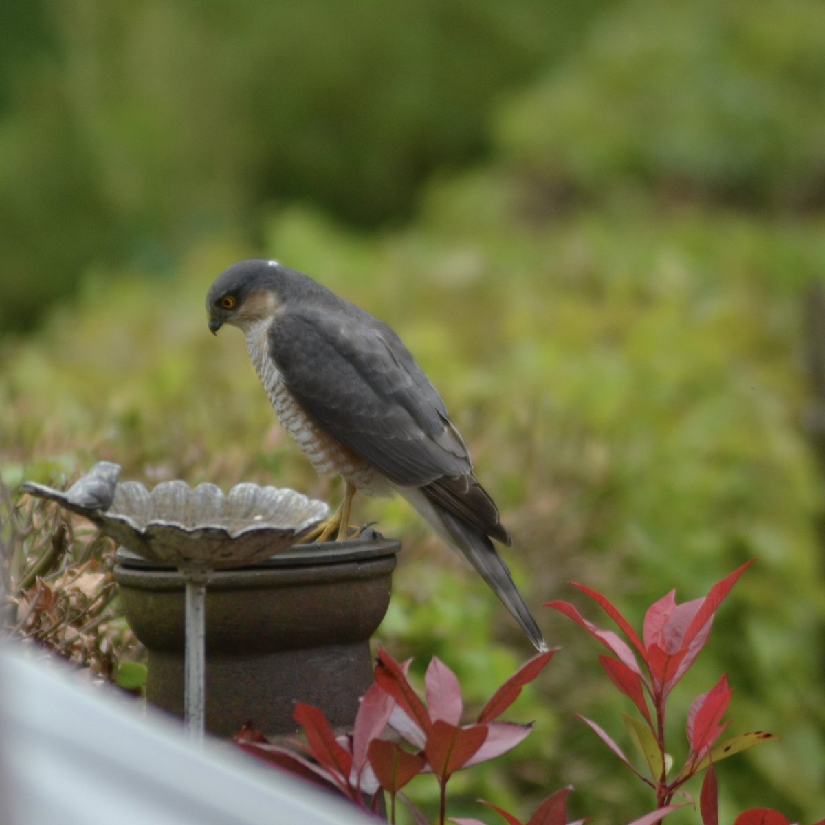 I was just putting my camera in my bag ready to go out for a walk when something caught my 👀 #WildlifeFromMyWindow  #Sparrowhawk