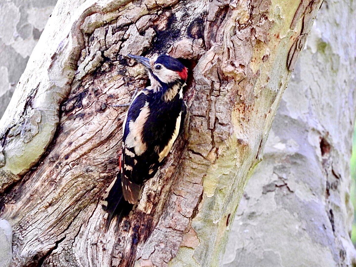 There's only a few days left to get your Seasons of Ealing spring photo competition entries in! The deadline is 11.59pm on Monday 6 May. For competition details and how to enter, go to: orlo.uk/Iz8Gf Photo of woodpecker in Lammas Park by resident Alice Jakubiak