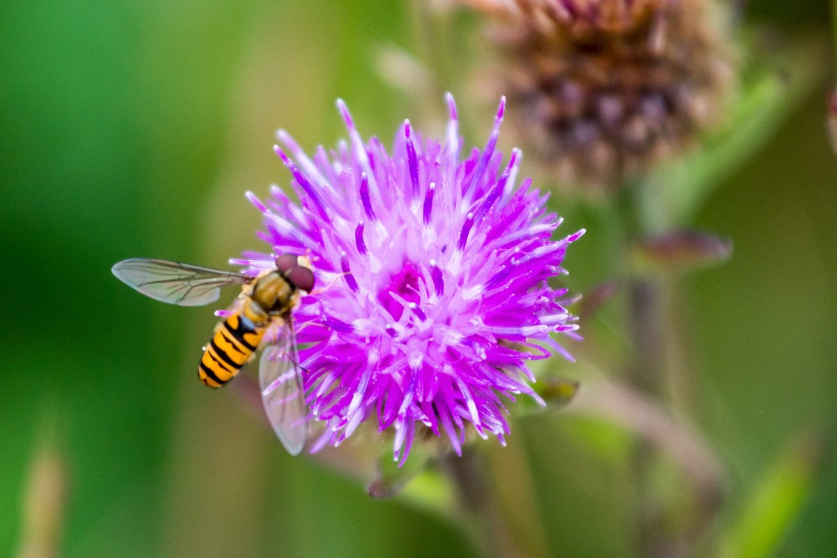 *A clarion call for change… but is anyone listening?*

Today we're not talking about local elections.

But, the link between politics &amp; food &amp; farming systems is very, very apparent.

#Resilience 
#organic 
#Food 
#farming 
#climate 
#nature 

ofgorganic.org/blog/a-clarion…