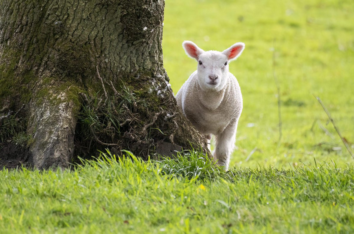 Even a well-trained dog may chase livestock. A top tip to prevent a relaxing walk from becoming a sheep-worrying incident is to keep your dog close to you. If in doubt, use a lead. More tips: orlo.uk/QiOfx #KnowTheCode #RespectProtectEnjoy