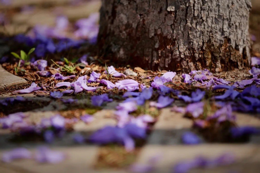 City walk in Pu’er—-jacaranda blossom #flowerpower