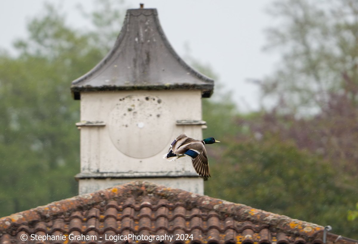 Rainy day mallard #flyday