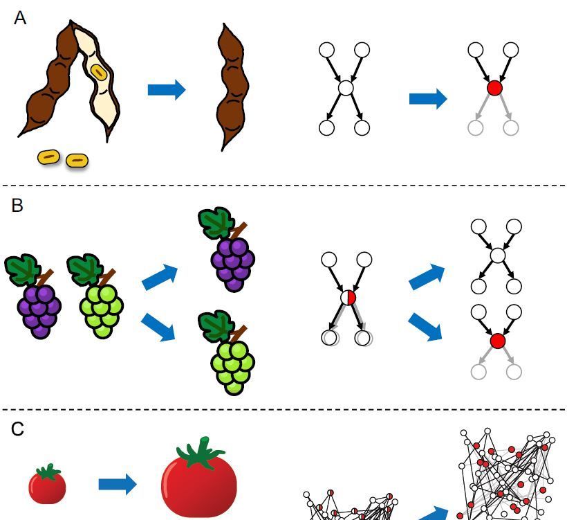 TOPICAL REVIEW: Distinct types of selection and genetic architecture shape molecular variation during the domestication of vegetable crops (Hung-Wei Chen, Chih-Cheng Chien, Cheng-Ruei Lee) buff.ly/3JKaEY2 @ASPB #PlantSci