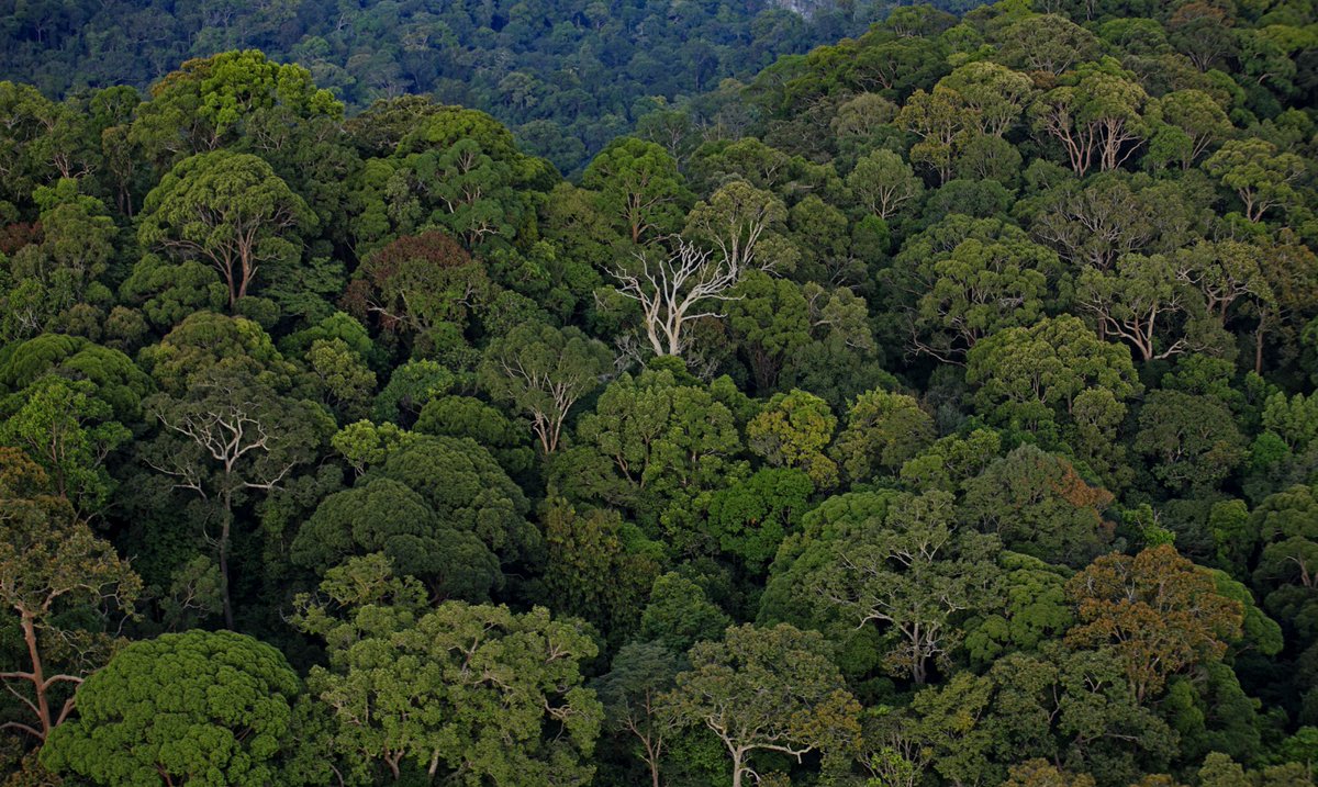 Bird-friendly chocolate? Fungal disease can help forest diversity? Here are five unexpected facts about forests, courtesy of #SmithsonianSparks. si.edu/stories/five-u… 📸 @ForestGEO plot, by @stri_panama