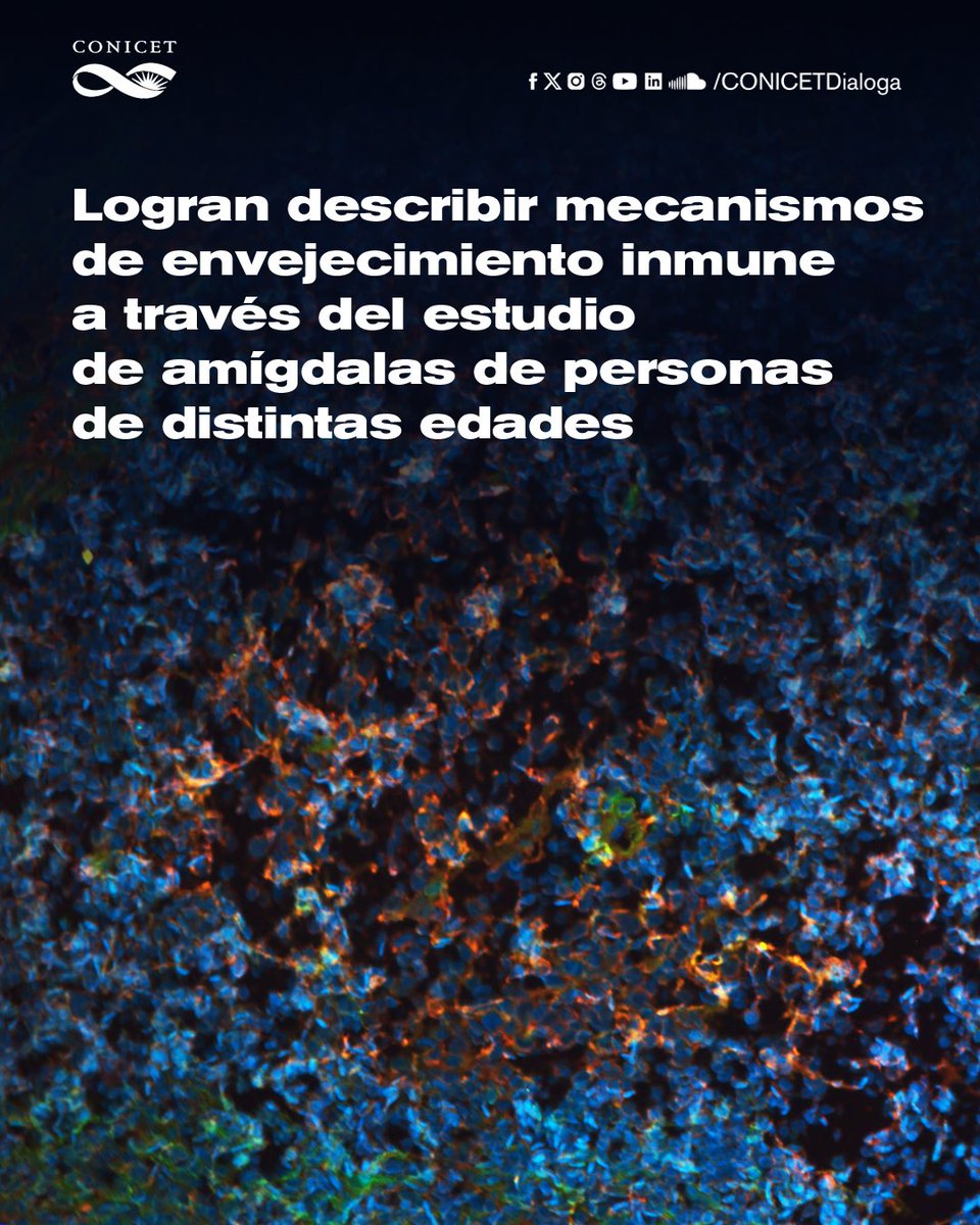 🔬Especialistas del CONICET describieron mecanismos de envejecimiento inmune en las amígdalas. El avance ayuda a comprender la diferencia en la susceptibilidad a distintos patógenos entre niños y adultos y aporta datos para desarrollar vacunas. ✍️Nota bit.ly/envejecimiento…