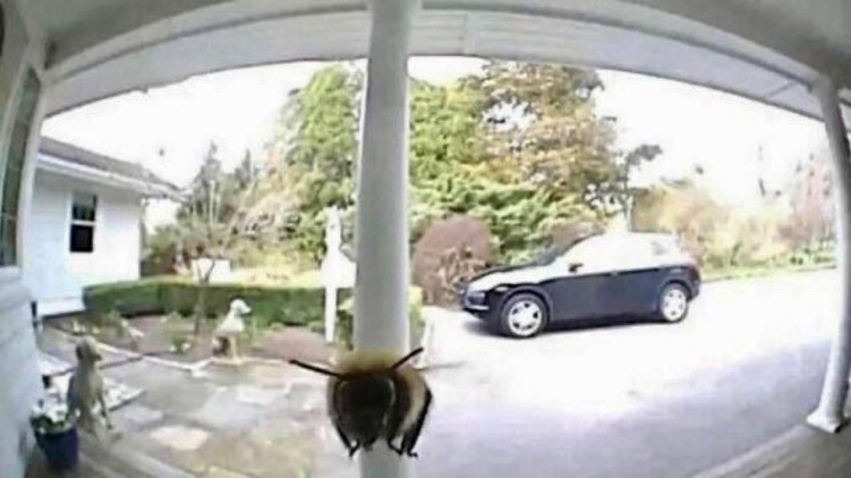 “Who’s at the door?” “Bee.” “Fine, who be at the door?”