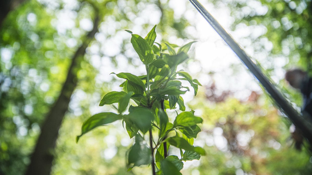 The beautiful Villa Annoni in Cuggiono welcomed schools and the local community who participated in the event supported by @laveraorganic to plant 300 trees in the park. We are proud of our botanical and naturalistic impact, as well as raising awareness for the new generations🌳