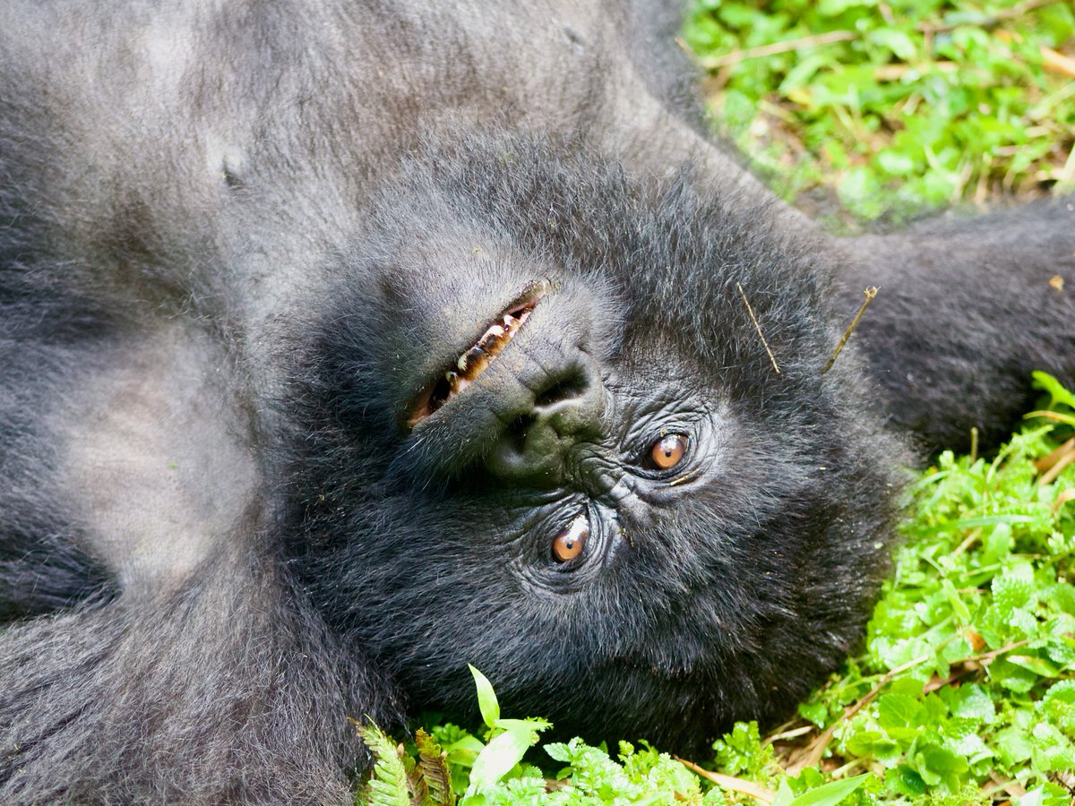 SavingGorillas's tweet photo. What's up, Amatungo? 👀 

In this photo, 5-year-old Amatungo is fairly alert, even if she is resting. What could she be thinking about?

📸 Photo: McKensey Miller https://t.co/CfVC34drU5