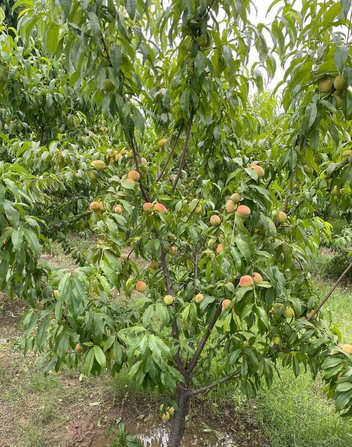 Peaches 🍑🍑 Garden,,,
#GardeningTwitter