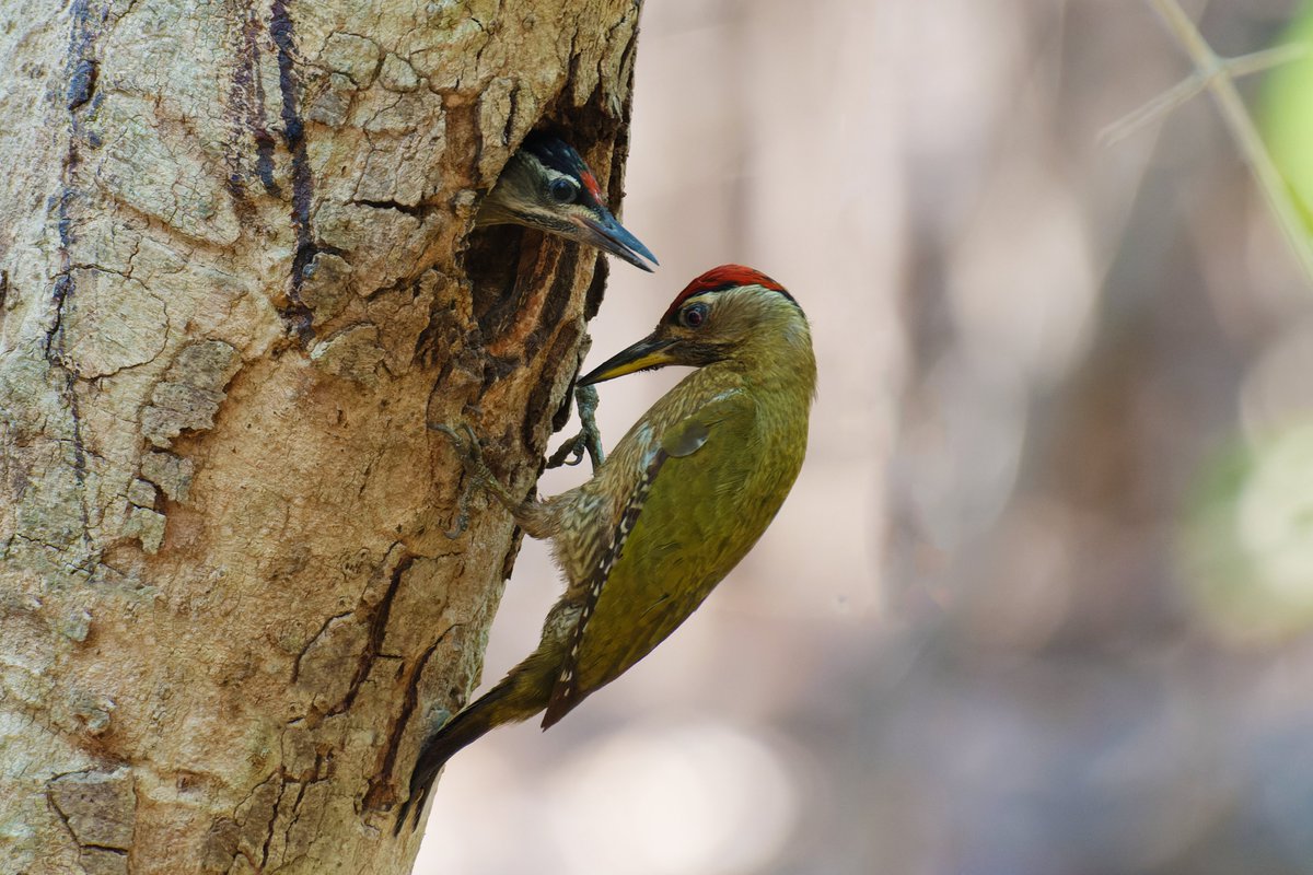 Parental Care in Woodpeckers: A Journey of Warmth, Protection, and Dedication! @pargaien @UKNikon #indiaves @Natures_Voice #ThePhotoHour #BBCWildlifePOTD @AnimalPlanet @DiscoverKorea_ @WildlifeMag @NikonUSA #natgeoindia @BBCEarth #BirdsOfTwitter @DiscoverMag #BirdsSeenIn2024