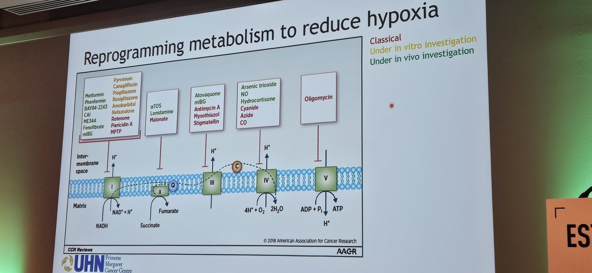 Can't talk about cancer metabolism without considering the tumor micoenvironment‼️ (which likely governs the heterogeneous radiation responses we see in the clinic) @MKoritzinsky with a fantastic overview & reminding us of the HUGE effect size of hypoxia🙏 #ESTRO24 #radbio
