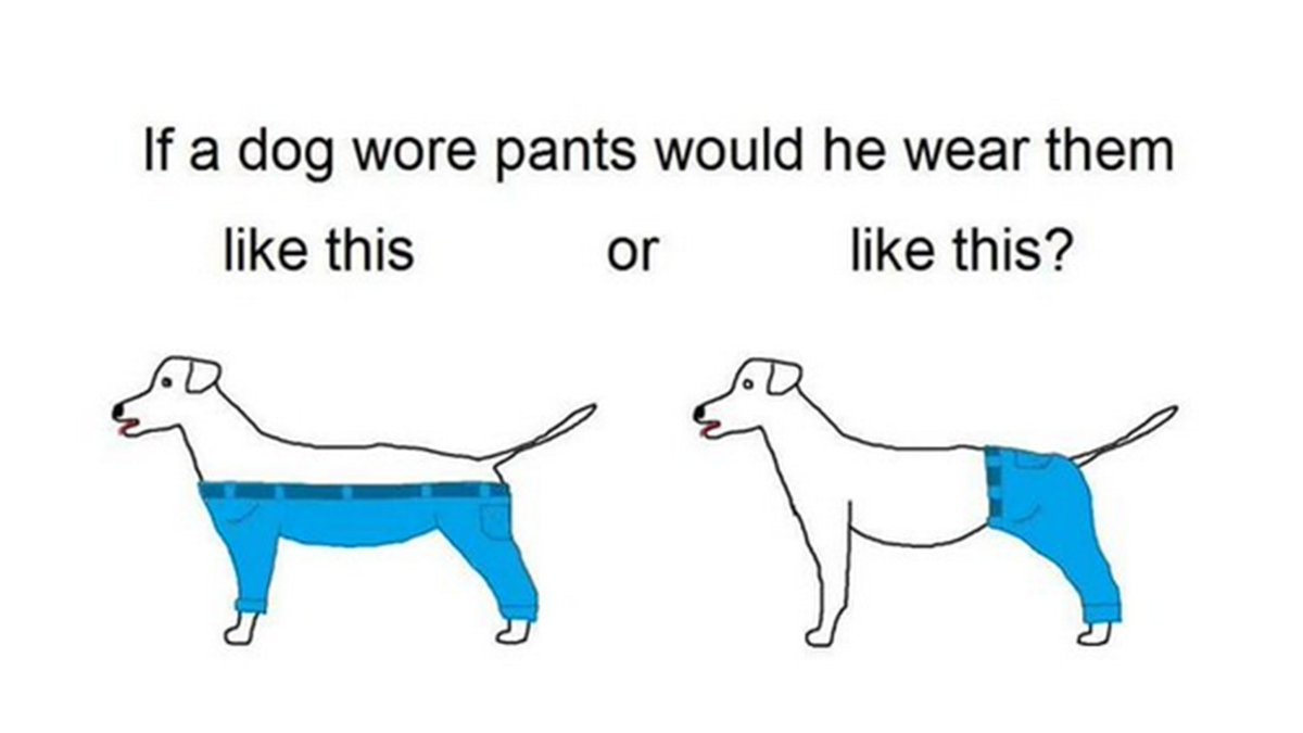 #WhoWearsThePants The dog. The real question to ask, though, is how does he wear them?