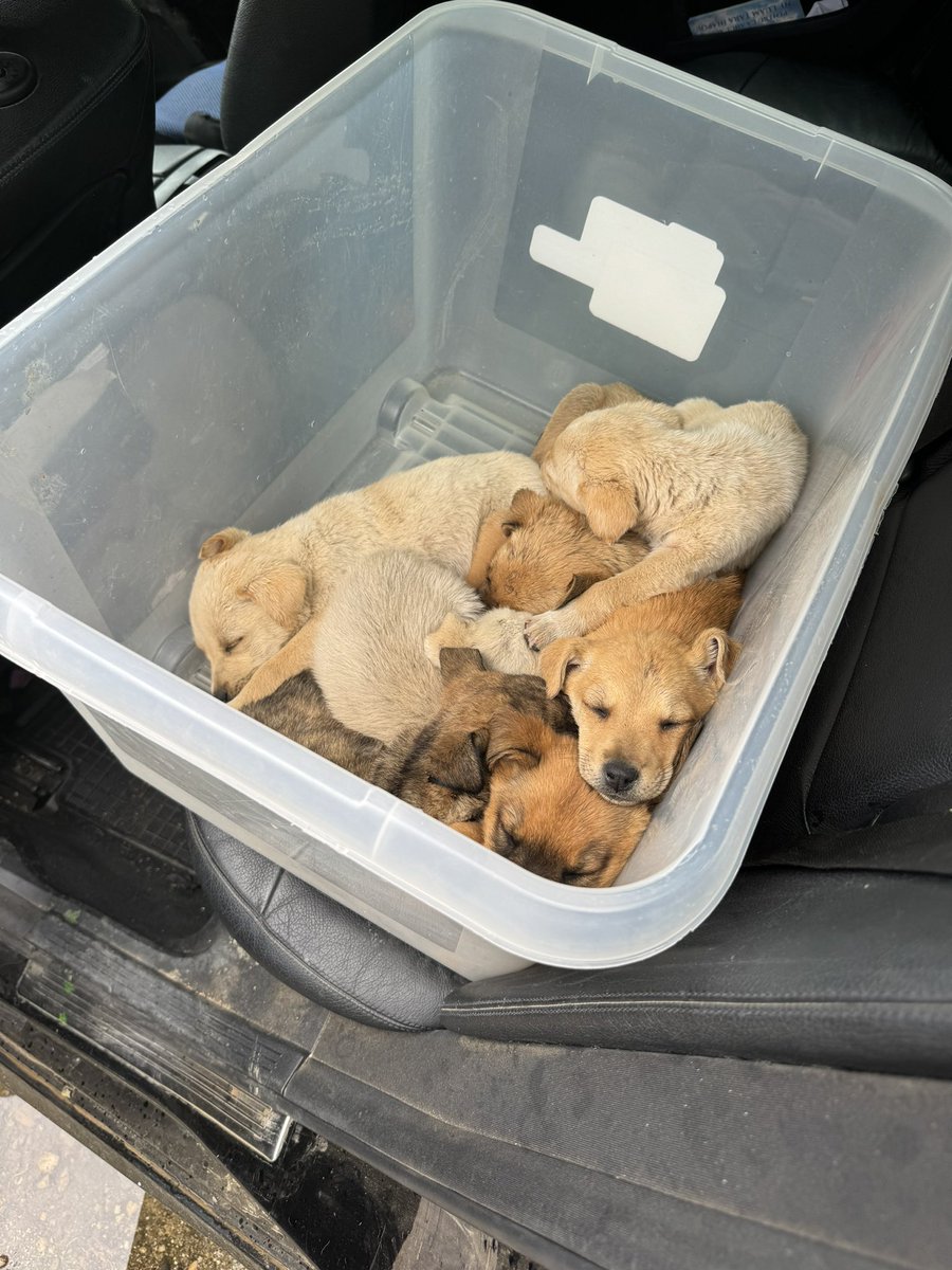 Instead of following the law and sterilising your own dog Romania, why not drive her pups to the public shelter where they would die within days… which you did! Lucky we were here to save 7 more lives.