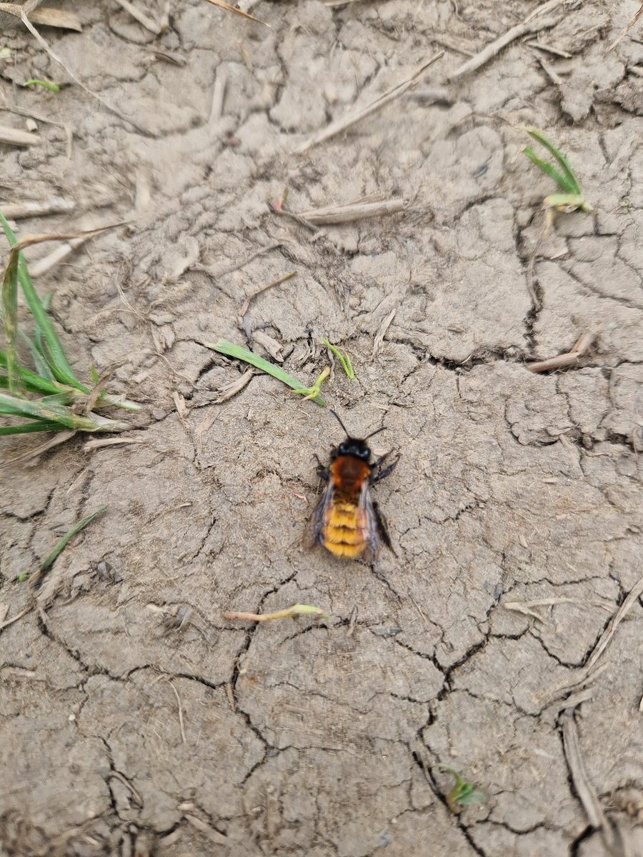 Can anyone identify this species of unusual bee that Hannah spotted on the Trail at Penistone this lunchtime? #tptnature #tptlunch #springonthetpt
