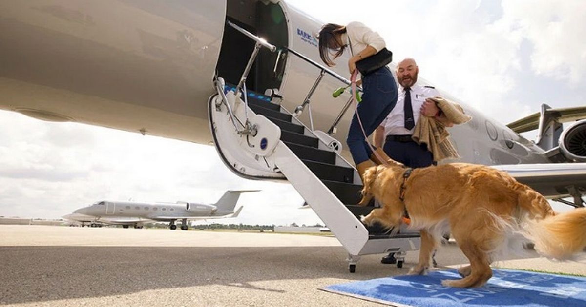 New airline for dogs takes off from UK this month - and it's very luxurious mirror.co.uk/travel/news/ne…