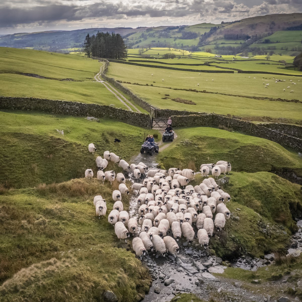 I'd love you to come & join me for my talk & supper Thurs 9th May, Kelsick Grammar School, Ambleside. ‘Forty Farms – Behind the Scenes’ provides a unique insight into the book, how I created the images, with some hilarious anecdotes from the project. kelsickgrammar.co.uk/events.html