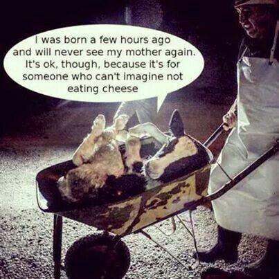 Behind every block of cheese is a tale of a stolen calf. Choose kindness #DitchDairy 🐄