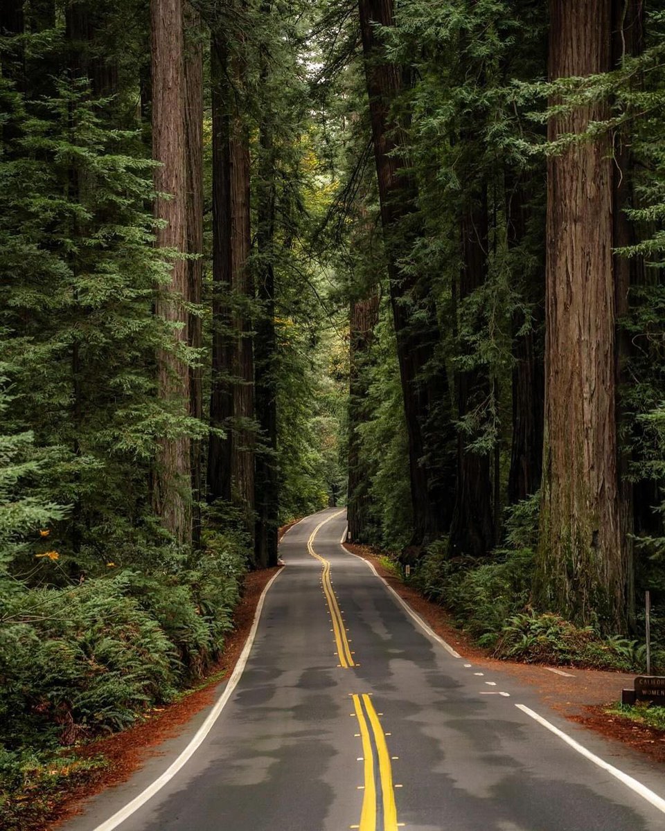 Redwood National Park 🏞️