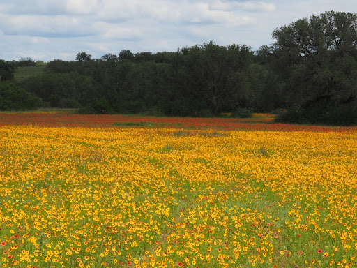 Texas is famous for its spring bluebonnet blooms, but the wildflower season actually goes on for weeks after the bluebells have faded. What a show nature puts on for those lucky enough to see it! Photo by a member of the Gertrude Windsor Garden Club, Zone IX #springwildflowers