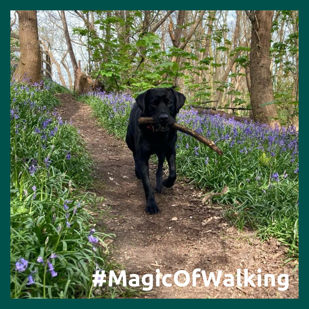 🌟Meet Albie &amp; Ebra🐕They❤️#NationalWalkingMonth Another great reason to get outside &amp; explore what’s around their local neighbourhood. For hints &amp; tips on how to get started plus ideas on where to walk in Kent and Medway👉everydayactivekent.org.uk/explore-activi… #MagicOfWalking #EverydayActive