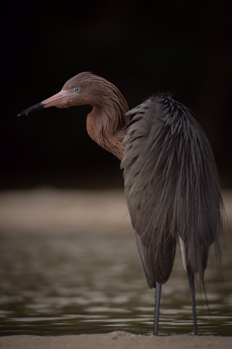 The Reddish Egret gives a dramatic over the shoulder look before continuing with its preening. #TwitterNatureCommunity #BirdsOfTwitter #Bird