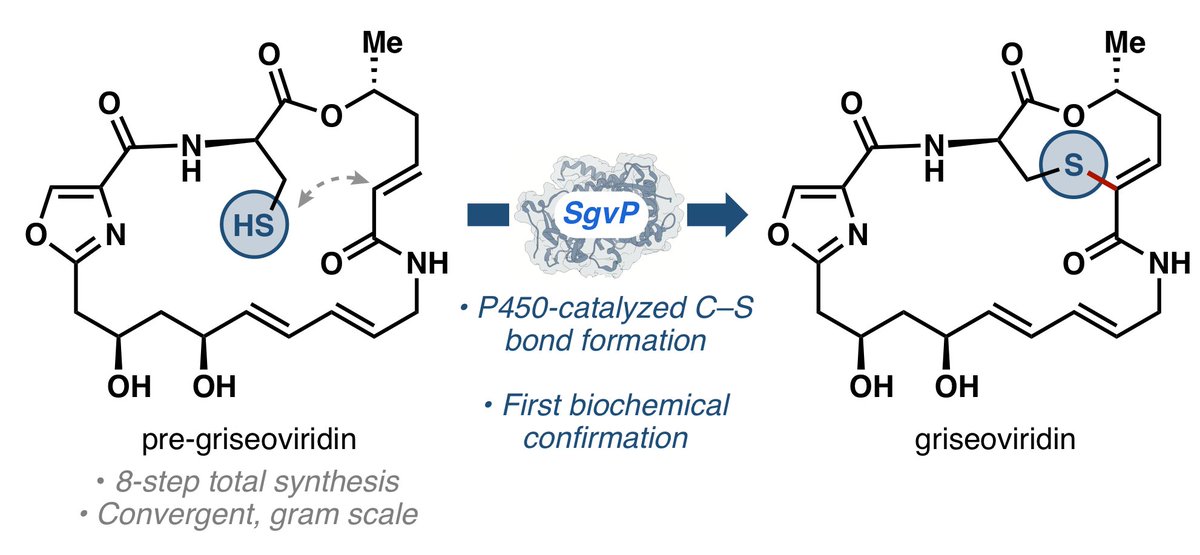 We verified the function of a C–S bond forming P450 in griseoviridin biosynthesis for the first time and developed a short chemoenzymatic synthesis of the natural product: chemrxiv.org/engage/chemrxi…