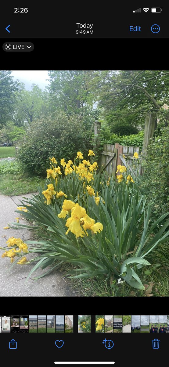 #Iris in bloom #KansasCity