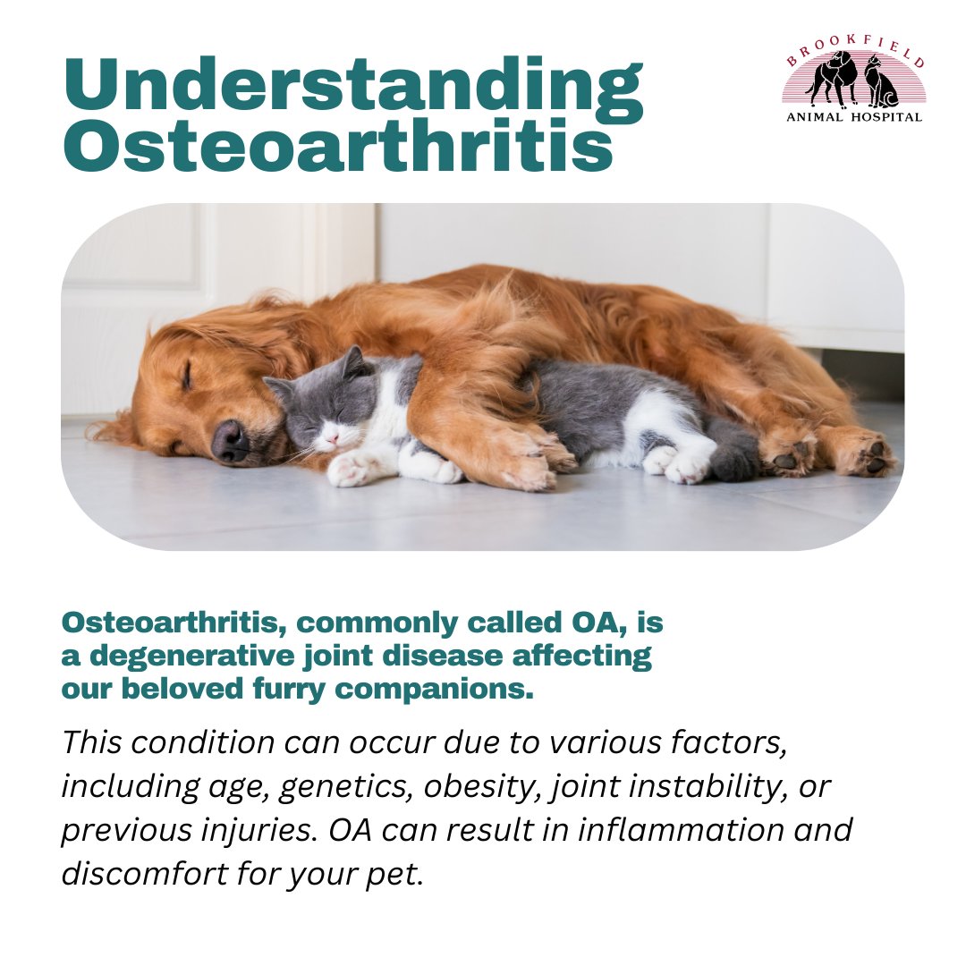 Understanding the ins and outs of osteoarthritis can empower you to support your furry friend's comfort and mobility. #OAawareness 🐾