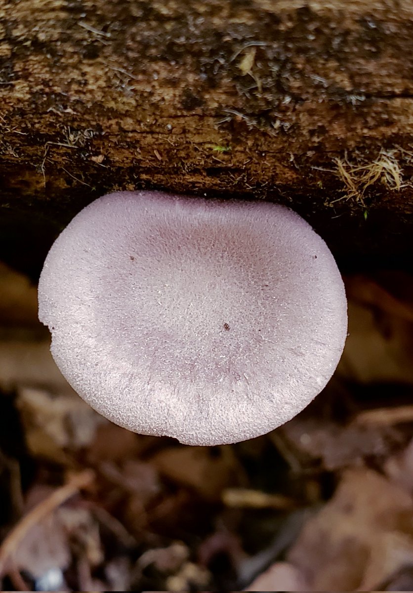 Happy #FungiFriday from this lilac oysterling