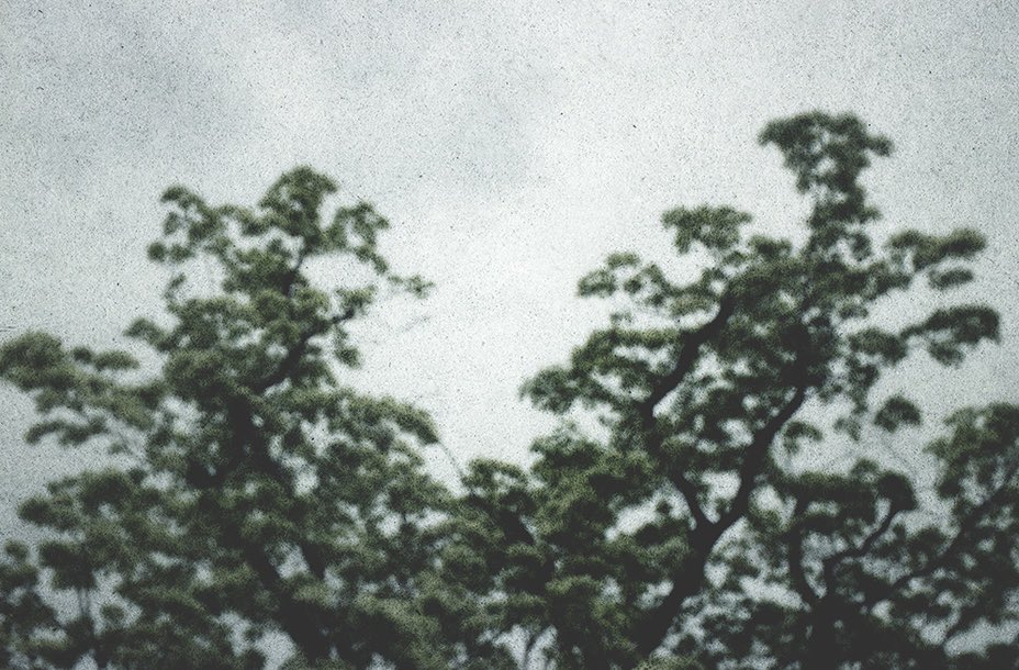 “form / tree / light”
2024

#filmphotography #filmcamera
