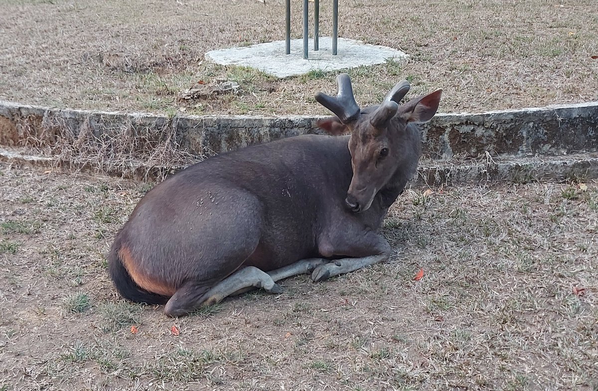 I feel like this deer gave me the side eye