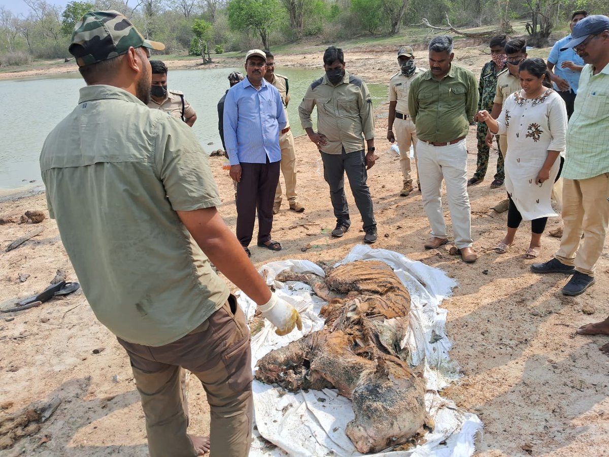 11yr tiger found dead in @Bandipur_TR. 4 canines worn out, fractured limbs reported. PM says age related ailment is cause.
@NewIndianXpress @XpressBengaluru @KannadaPrabha @santwana99 @Cloudnirad @AmitSUpadhye @aranya_kfd @ntca_india @moefcc @wii_india @wildmysuru