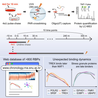 Time-resolved profiling of RNA binding proteins throughout the mRNA life cycle dlvr.it/T6MjZ7