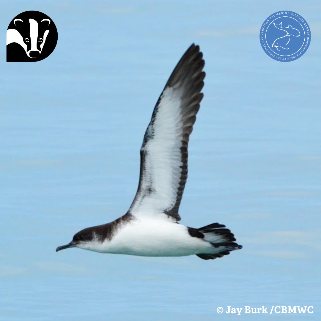 📣 Today is #WorldMigratoryBirdDay 🐦  

✈️ Manx Shearwater leave their nesting sites in July to migrate to the coast of South America, where they spend the winter 😎 They return to offshore islands like @Skomer in late February and March 🏝️

@WTSWW @WTWales