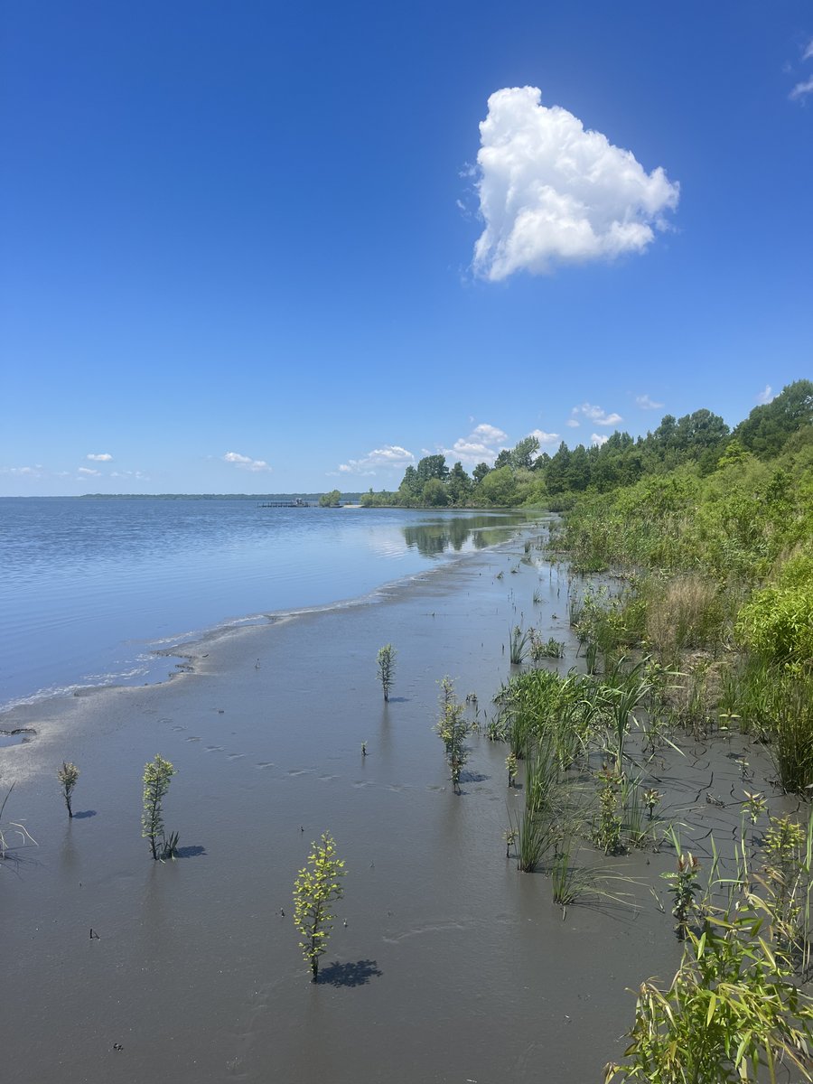 (1/4) May is #AmericanWetlandsMonth, so we’re highlighting the unique wetlands that surround Lake Phelps. Before the Somerset Place plantation was developed, the land on the northern side of the lake was a densely vegetated swamp.