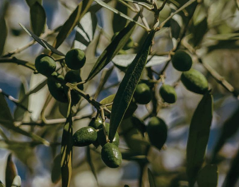 More per drop: Building resilience and adding value in a changing #climate for Morocco’s #OliveOil sector 🫒 

Eavesdrop on the fruitful discussions at our roundtable w/ @EBRD #MAPMDREF & Interprolive at the #SIAM2024 Agricultural Exhibition 👉buff.ly/4b7tkNC