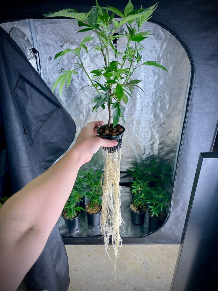 Behold these roots! 🌱 Grown fierce in a @super.closet SuperPonic 16, ready to dominate in the New Gorilla Grow Tent behind. Unmatched root health meets unbeatable grow conditions. #GrowStrong ⛺️ Shop today: bit.ly/GorillaGrow