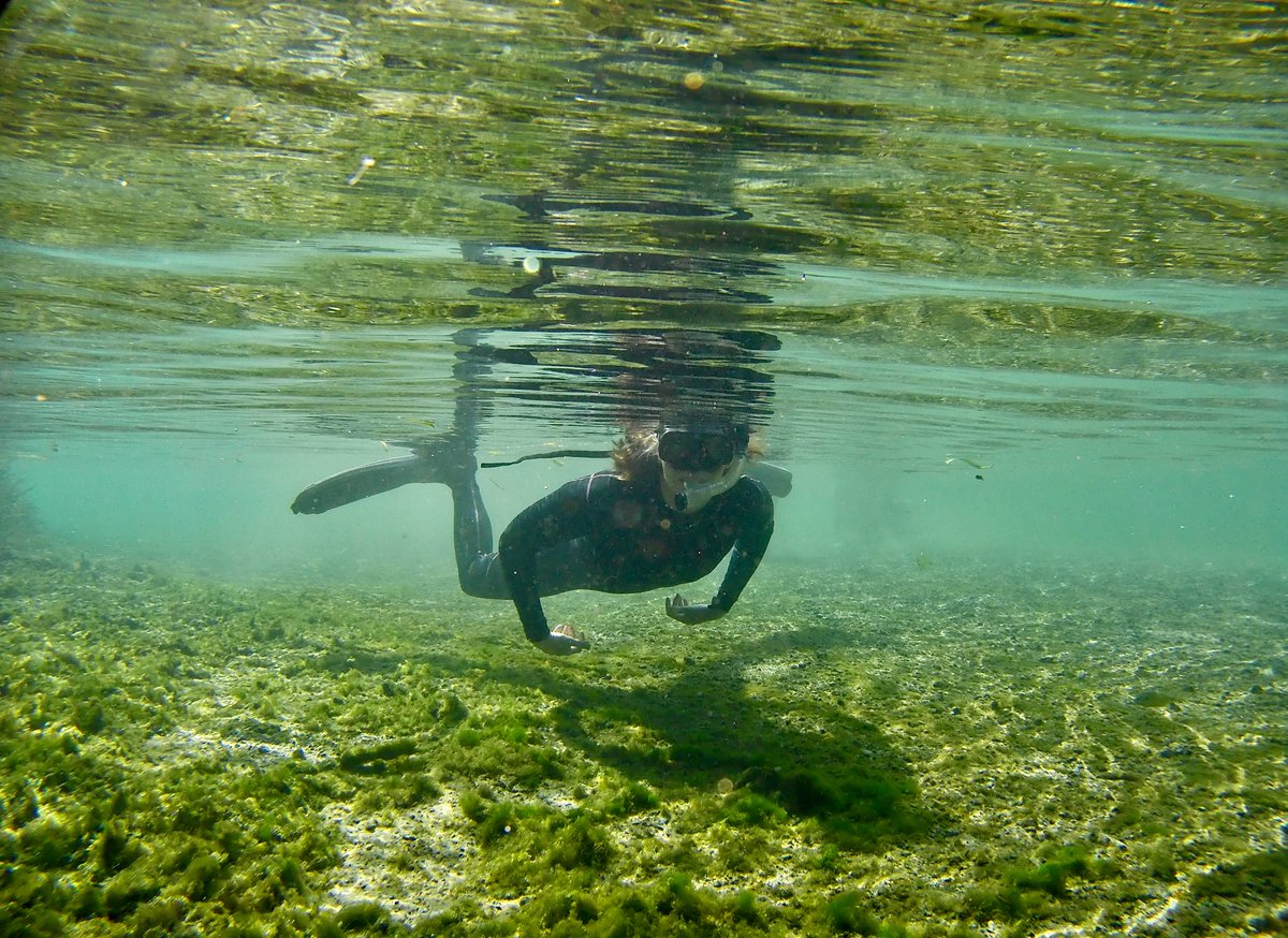 Spring systems all over #Florida experience high nutrient inputs from #pollution. #Algae absorb the nutrients & rapidly establish, outcompeting native #SAV.

#aquastemconsulting #environmentalconsulting #waterquality #eutrophication #springs #nitrogen #phosphorus #karst