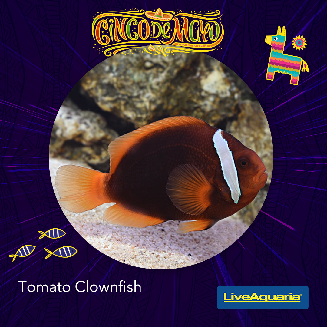 Ole’! #LiveAquaria® is celebrating with a colorful #CincoDeMayo collection of #aquatic stock! Save on select stock for 3 days only, so see what’s included in this fun collection and make your choices today : bit.ly/4dx690P

#saltwaterfish #aquarium #Aqualife #Fishtank