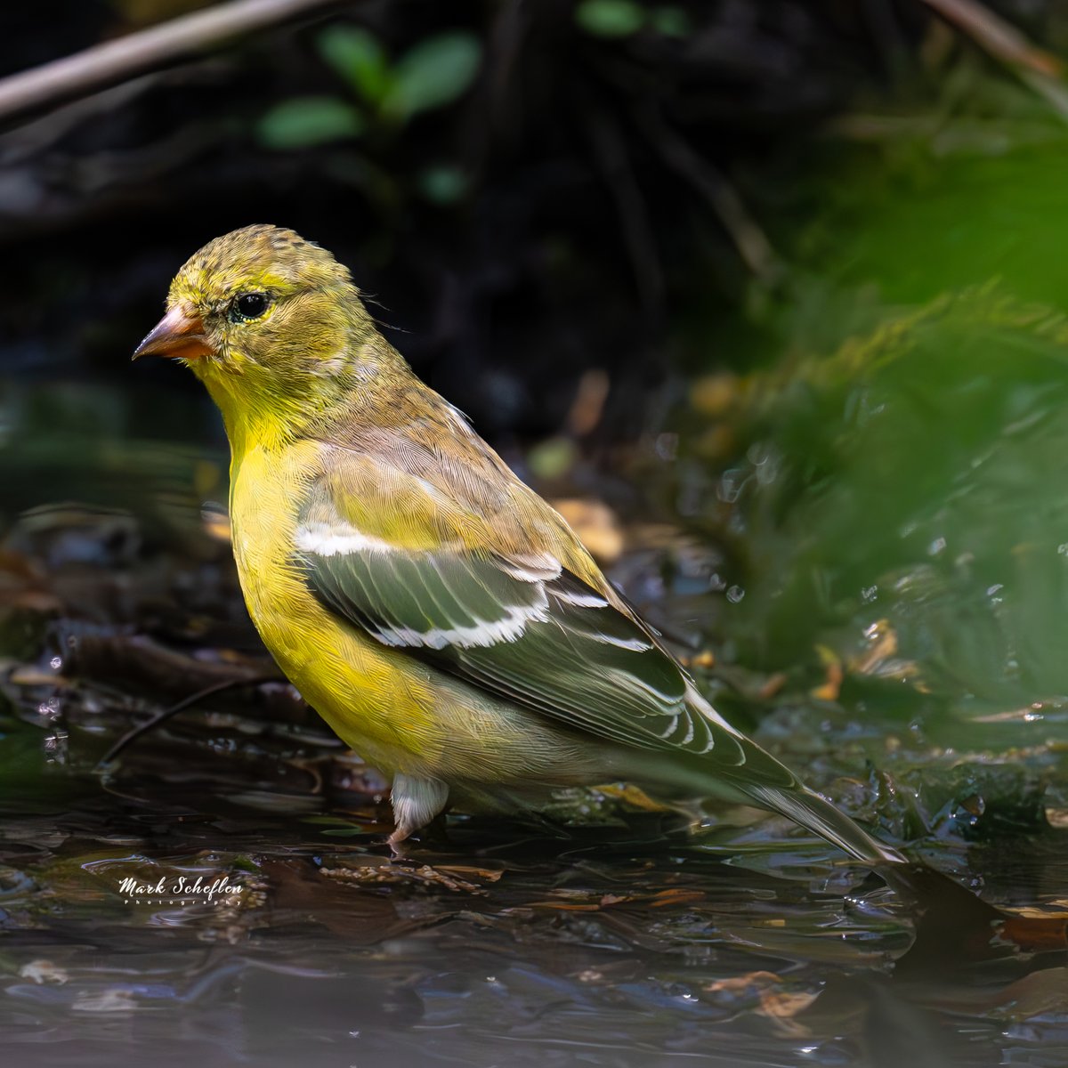 American Goldfinch at the waterhole, Loch, Central Park,  N.Y.C  #birdcpp #TwitterNatureCommunity #birdsofinstagram #britishnatureguide #naturephotography #birdphotography #twitterphotography #wildbirdphotography #nikonphotography #NatureBeauty #nycaudubon #herons 5.02.24