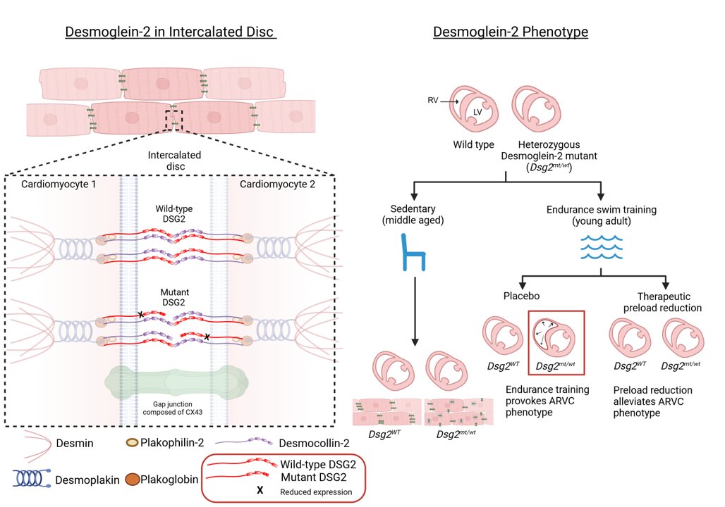 For a nice sunday - enjoy reading the interesting article by L. Fabritz et al just published in biomedicines! 🤩 doi.org/10.3390/biomed…