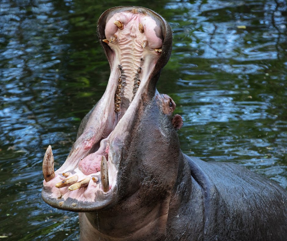 How incredible is Ernie, the newest arrival at Dublin Zoo 🦛 Did you know? Hippopotamuses are known as a semi-aquatic animal which means they can spend time on land and in the water.