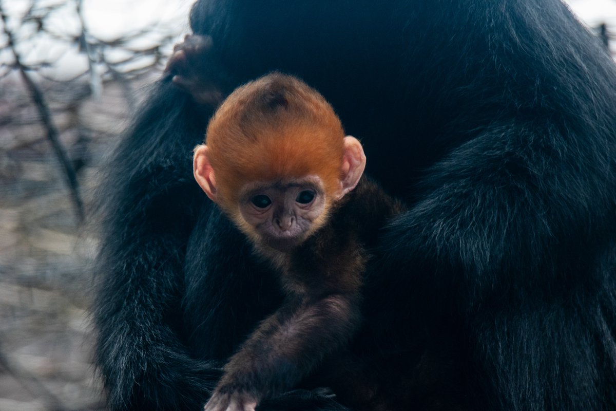 BABY NEWS 🎉 A Francois langur named 'Raptor' was born at Memphis Zoo! Mom, Jean Gray, and baby are doing great. Visit Raptor at the CHINA exhibit. This birth supports the Species Survival Plan. Francois langurs are native to southern China and northern Vietnam.