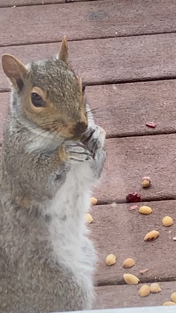 Look at his little hands 🤗 Rocky having his breakfast while staring at my cat in the window 😂😂 #Squirrel 🐿 #SquirrelScrolling