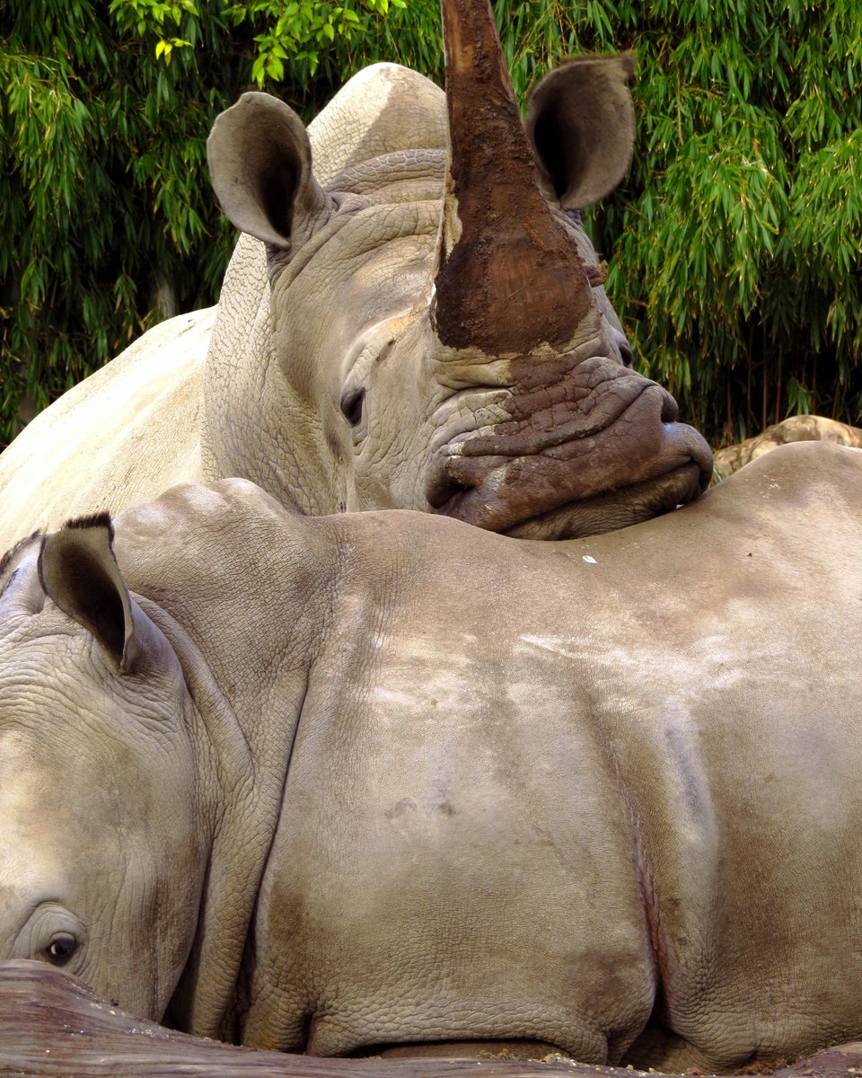 Sometimes, all you need is a little shoulder (or back!) to lean on 🦏 Malkia the calf has a rhino-sized pillow for some cosy family bonding time! 💕