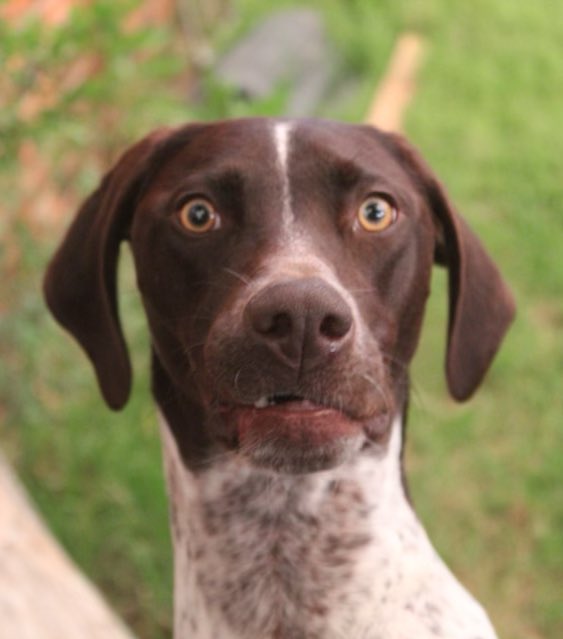 OKWildlifeDept's tweet image. boss: hey are you busy ? 

me: no, what’s up ? 

laptop:  *incoming video call 

me: