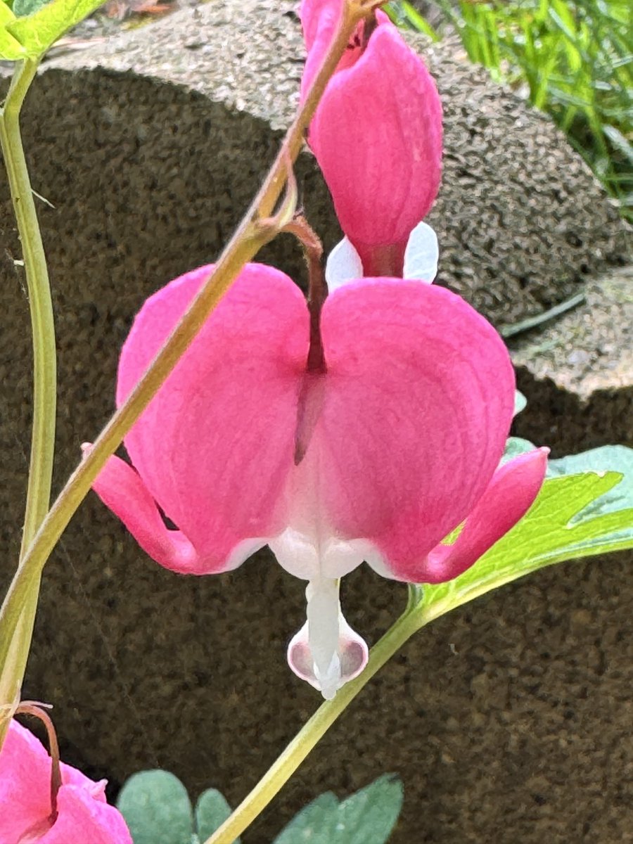 The bleeding ❤️plant is one of my favorites ⁦@inspired2leadQH⁩ ⁦@DrJudyStone⁩ ⁦@ABpreservation⁩